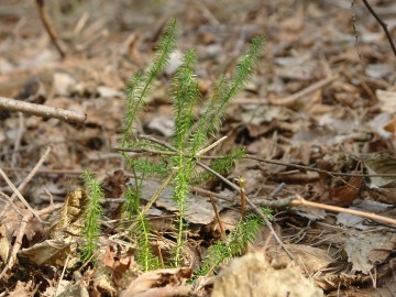 Działania w ramach czynnej ochrony pełnika europejskiego w PPK., 